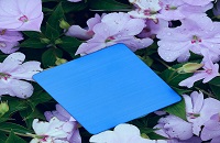 Look forward to the next flower with Hongwang.